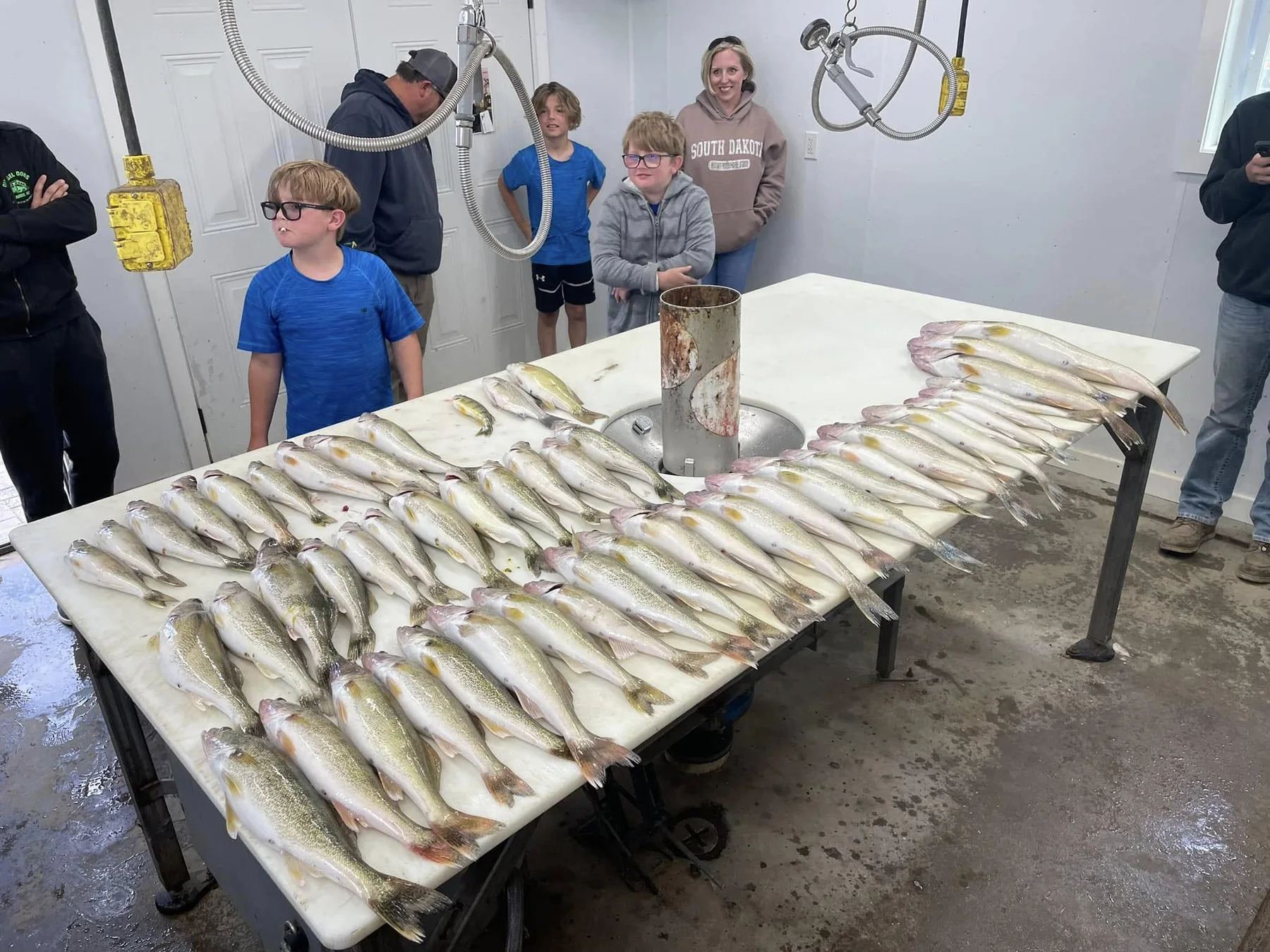 Large walleye catch at the fish cleaning station