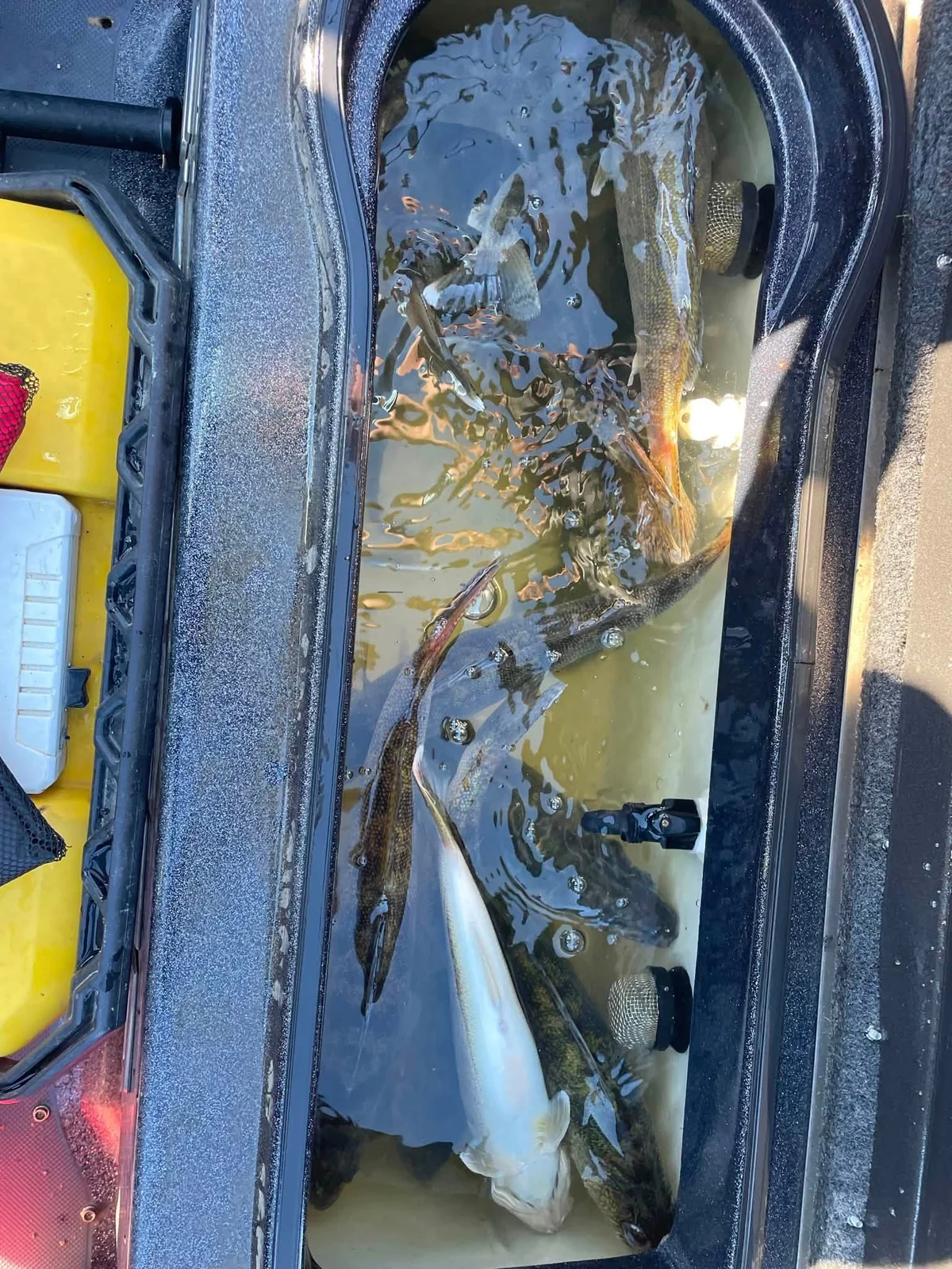 Freshly caught fish in the boat livewell